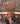 Wren